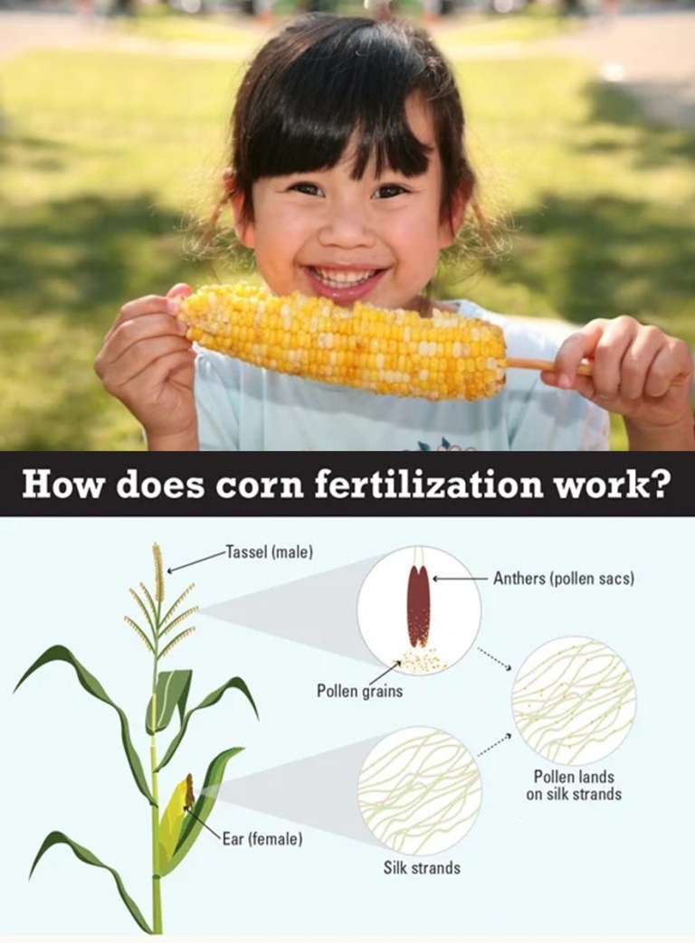 Cornification Process Law of the Farm: The Process of Corn On The Cob – Today's Good News